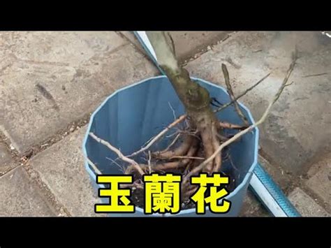 金玉蘭花種植|【金玉蘭花種植】點亮你的花園：金玉蘭花的種植秘。